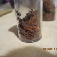 Acanthoscurria brocklehursti sling