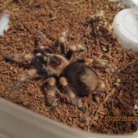 Brachypelma smithi juvenile