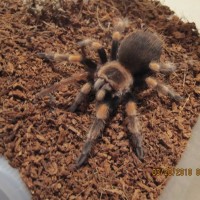 Brachypelma smithi juvenile