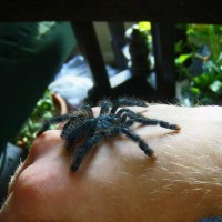 Avicularia Metallica