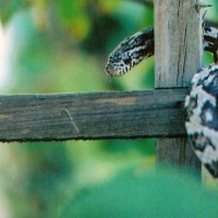 Corn Snake