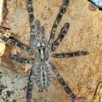 Poecilotheria rufilata juvie female