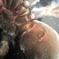 B. Smithi