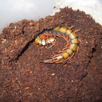 5" Scolopendra Subspinipes