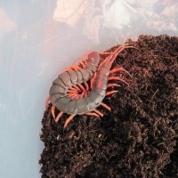 6" Scolopendra S. Dehaani "orange Leg"