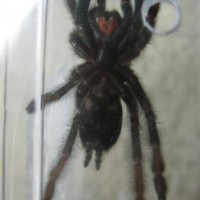 P. Irminia 2.5