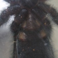 P. Irminia 2.5