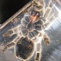 G. Rosea Male Or Female?