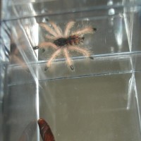 A. Avicularia Sling