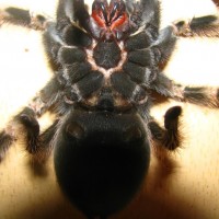 B. Smithi Male?