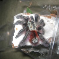 Avicularia Versicolor