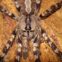 Female P. Regalis