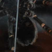 Brachypelma Auratum