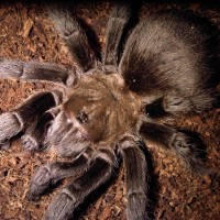 Aphonopelma Hentzi