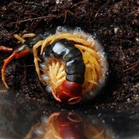 Scolopendra Subspinipes Mutilans