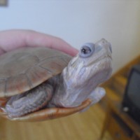 Albino Painted Turtle