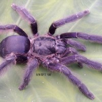 "purple Tree Spider"???