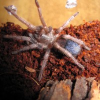 Pseudhapalopus Sp. "blue"