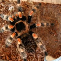 B. Smithi