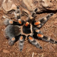 B. Smithi