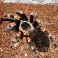 B. Smithi