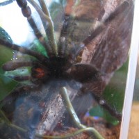 A. Avic Male Or Female?