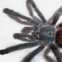 Avicularia Avicularia