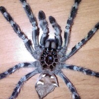 P.regalis Male/female?