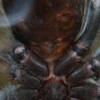 B. Smithi