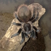 Brachypelma Albopilosum Male