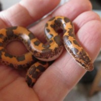 Male Kenyan Sand Boa