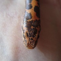 Male Kenyan Sand Boa