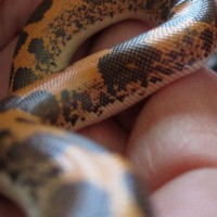 Male Kenyan Sand Boa