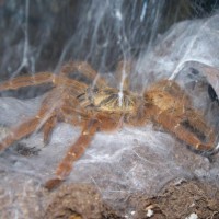 Rescued Obt 4days Later