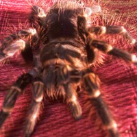 My Tarantulas