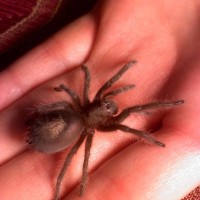 My Tarantulas