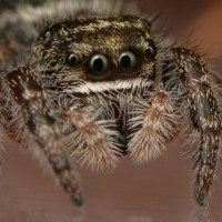 Smiling Jumping Spider