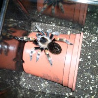 Brachypelma Smithi