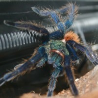 Gbb!