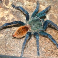 Gbb, Freshly Molted, 4" Ls