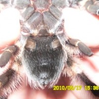 B.smithi (mexicanredknee)