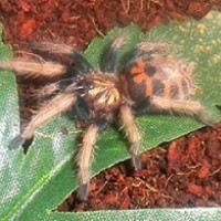 Gbb Sling