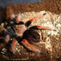 B. Boehmei