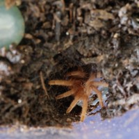 G. Pulchripes