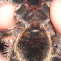 B.albopilosum