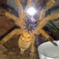 P.murinus Male Or Female