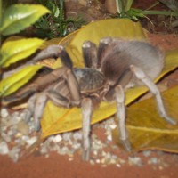 Unknow Tarantula