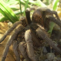 Unknow Tarantula