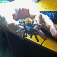 Avicularia Versicolor Immature Male