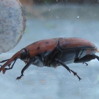 Red Palm Weevil